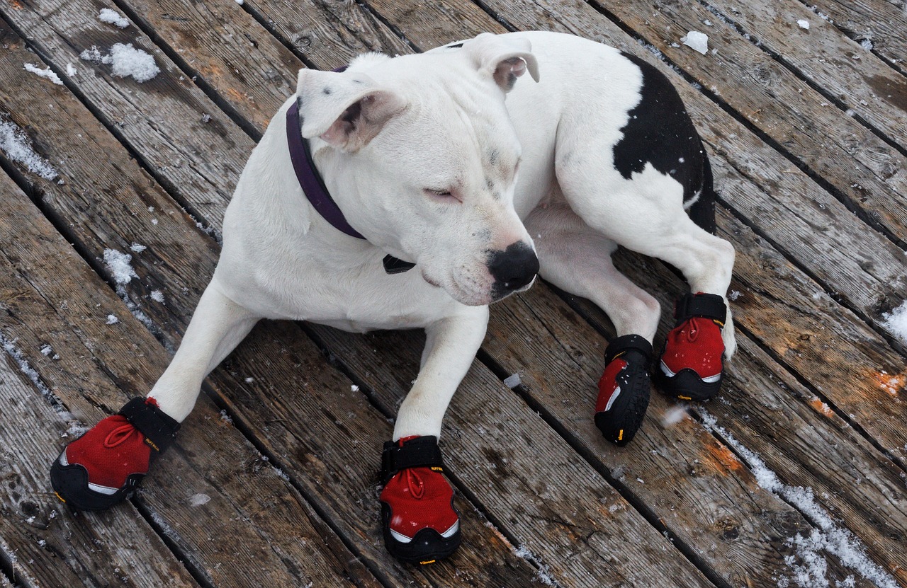 An In Depth Review of the Best Dog Shoes of 2018