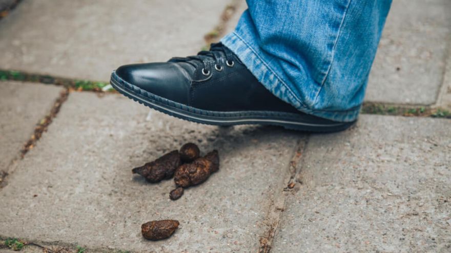 How to Clean Dog Poop Off Shoes Quickly: 7 Hacks That Work!